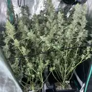 First Autopot run Mephisto & FastBuds🤪