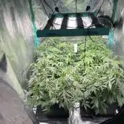 First Autopot run Mephisto & FastBuds🤪