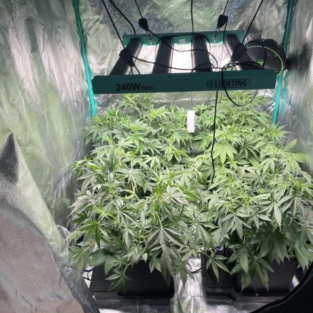First Autopot run Mephisto & FastBuds🤪