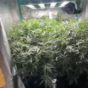 First Autopot run Mephisto & FastBuds🤪