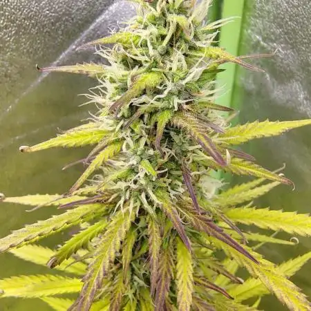 Gelato 41 Auto