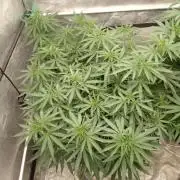 Titania aus eigenen Samen keine Automic