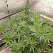 Titania aus eigenen Samen keine Automic