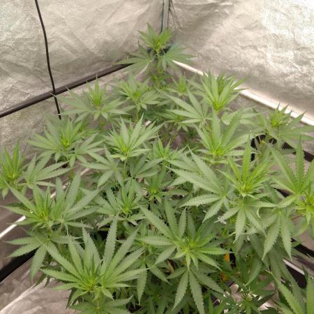 Titania aus eigenen Samen keine Automic