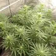 Titania aus eigenen Samen keine Automic