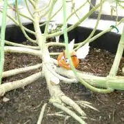 Titania aus eigenen Samen keine Automic