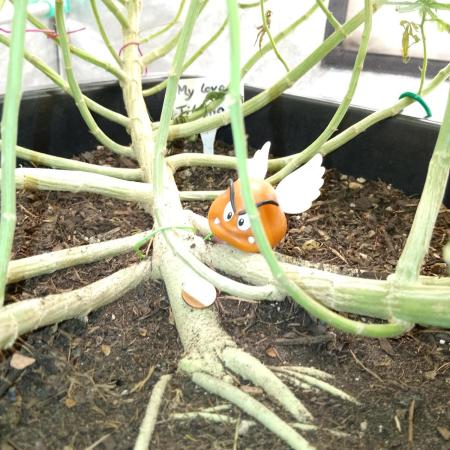 Titania aus eigenen Samen keine Automic