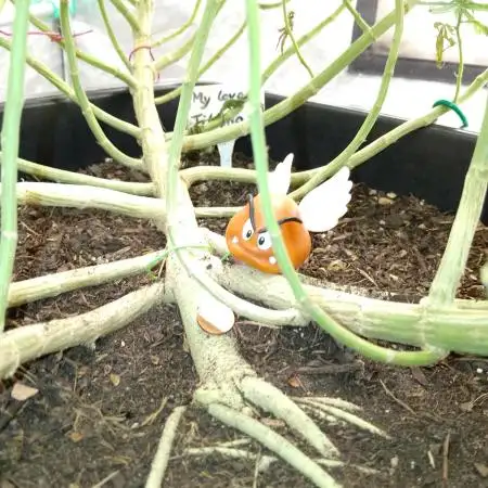 Titania aus eigenen Samen keine Automic