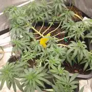 Titania aus eigenen Samen keine Automic