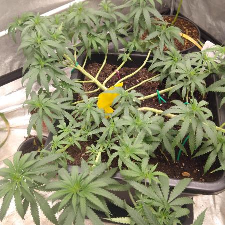 Titania aus eigenen Samen keine Automic