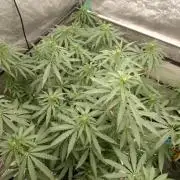 Titania aus eigenen Samen keine Automic