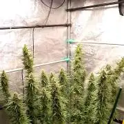 Titania aus eigenen Samen keine Automic