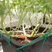 Titania aus eigenen Samen keine Automic