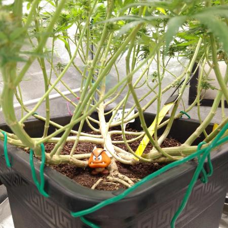 Titania aus eigenen Samen keine Automic