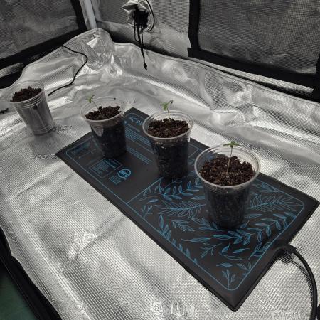 Inaugural grow 26