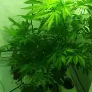 Critical+ 2.0, Hydro, lindaseeds