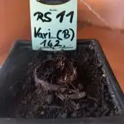 RS11 Ganjafarmer CCG B