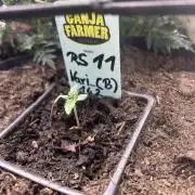 RS11 Ganjafarmer CCG B