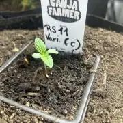 RS11 Ganjafarmer CCG C