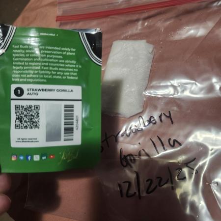 Strawberry Gorilla