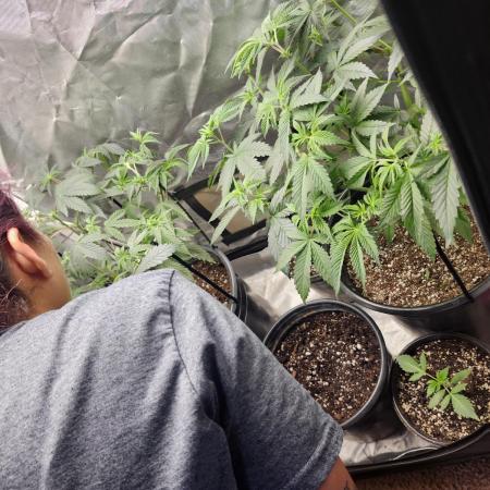 Daisy's Mystery Auto