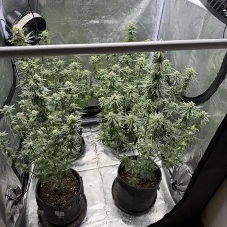Simplegrow1 Diary