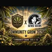 Sensi Seeds run