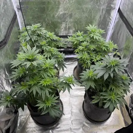 Simplegrow1 Diary