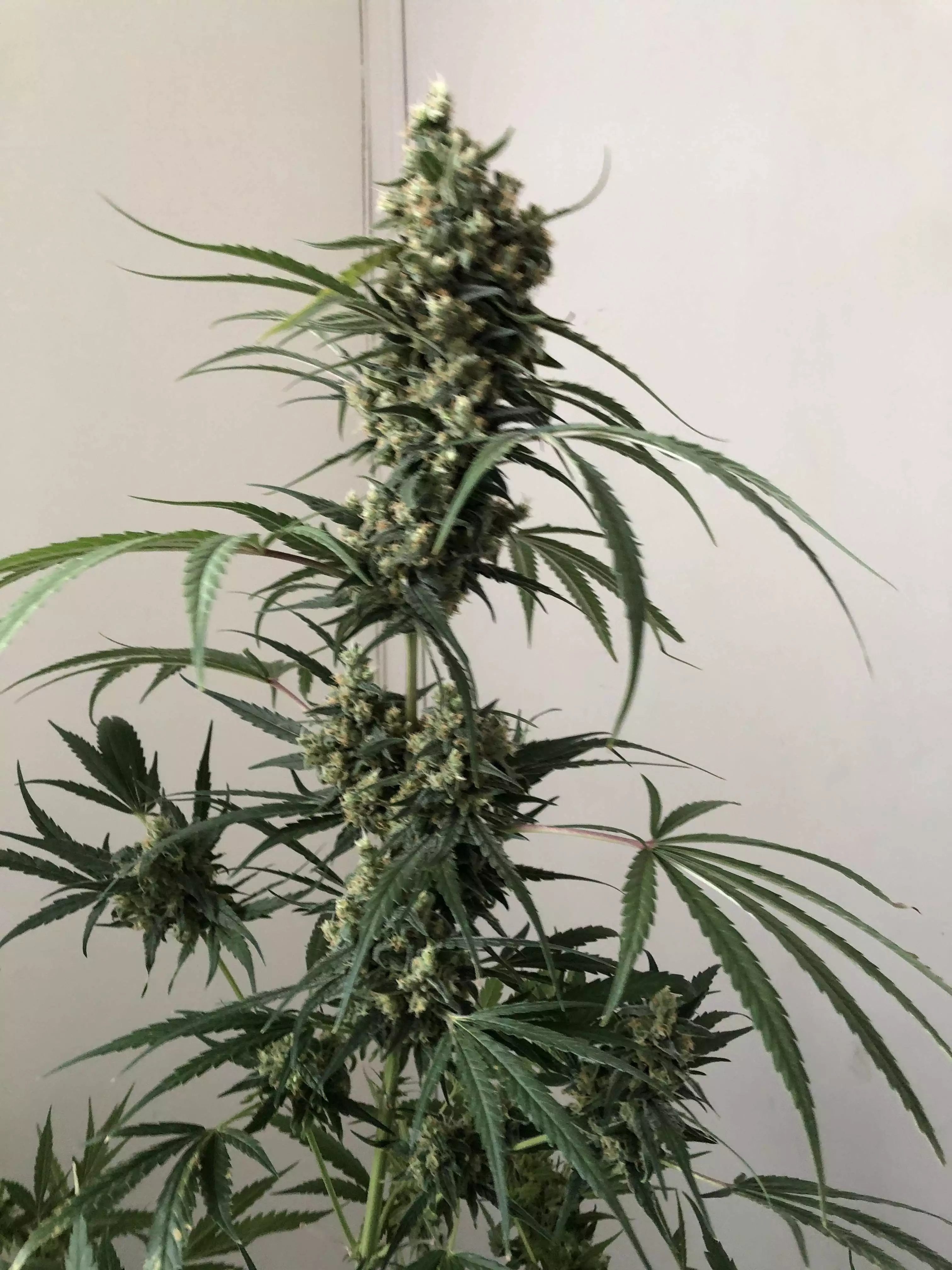 Slim 600H LED Grow Light by Optic LED grow lamp. Lighting
