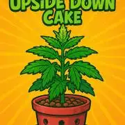 Pineapple Upside Down Cake Autopot