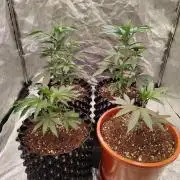 FastBuds42 Photoperiodisch Tent