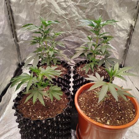 FastBuds42 Photoperiodisch Tent