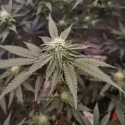 FastBuds42 Photoperiodisch Tent