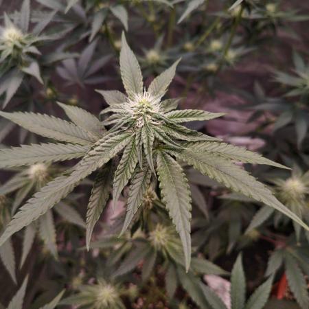 FastBuds42 Photoperiodisch Tent