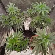 FastBuds42 Photoperiodisch Tent