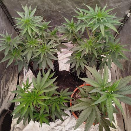 FastBuds42 Photoperiodisch Tent