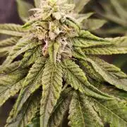FastBuds42 Photoperiodisch Tent