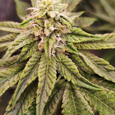 FastBuds42 Photoperiodisch Tent