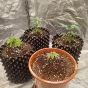 FastBuds42 Photoperiodisch Tent