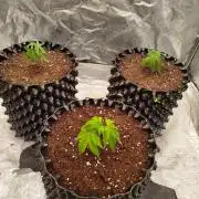 FastBuds42 Photoperiodisch Tent