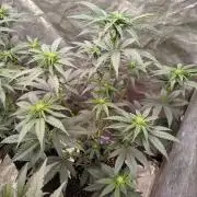 FastBuds42 Photoperiodisch Tent