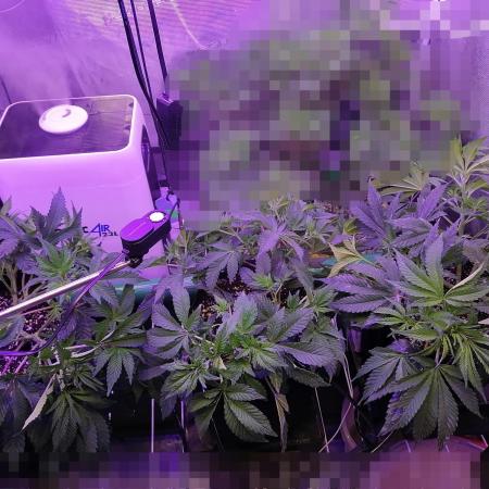 Platan Con Gas Testrun