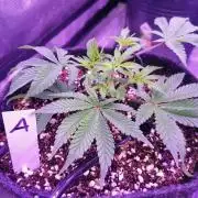 Platan Con Gas Testrun