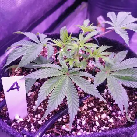 Platan Con Gas Testrun