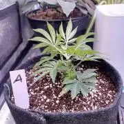 Platan Con Gas Testrun