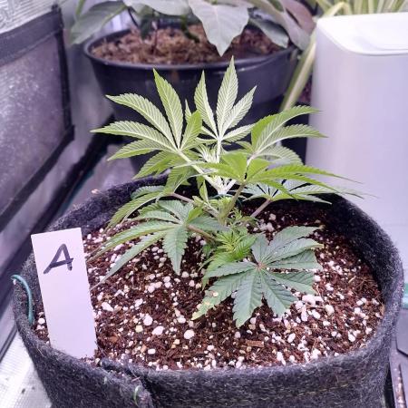 Platan Con Gas Testrun