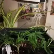 Platan Con Gas Testrun