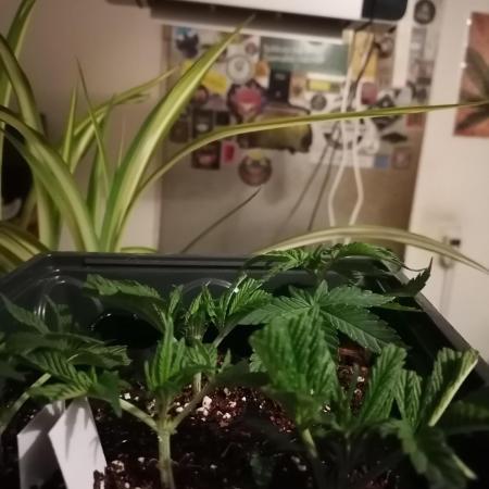 Platan Con Gas Testrun