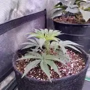 Platan Con Gas Testrun