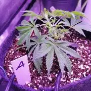 Platan Con Gas Testrun